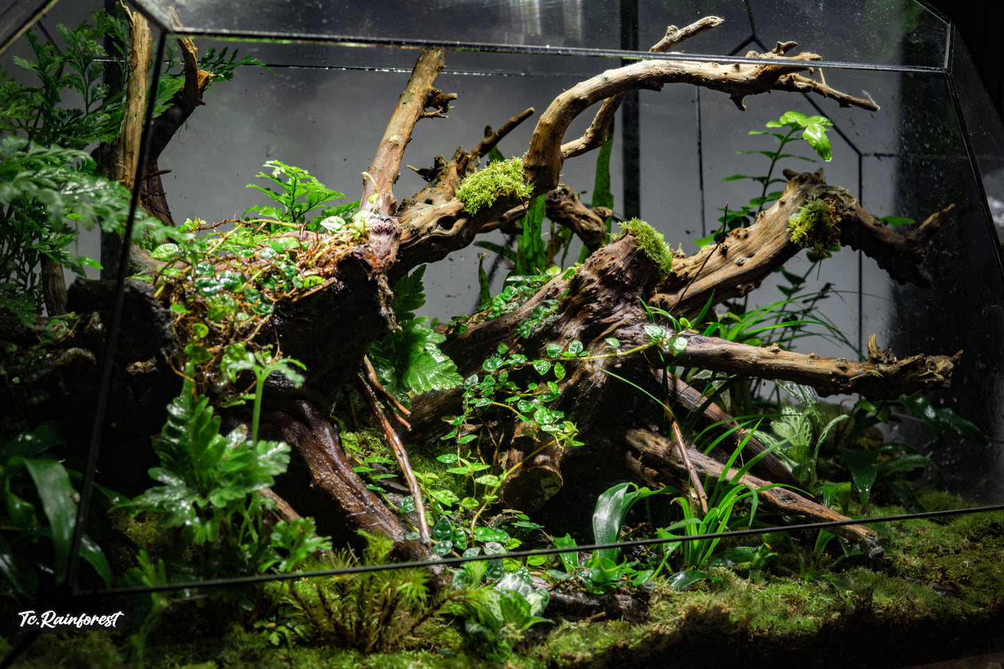TC - Natural - 08