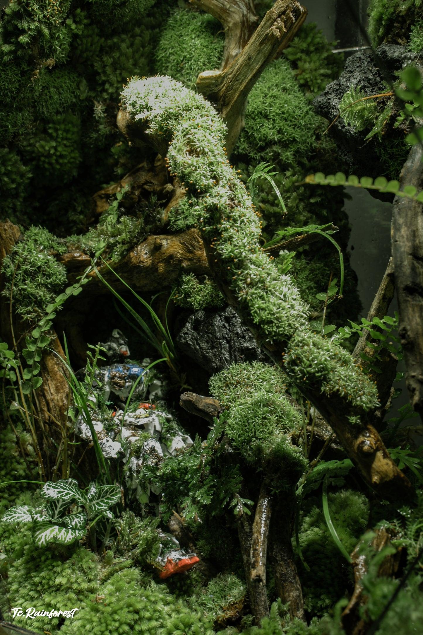 TC - Natural - 28