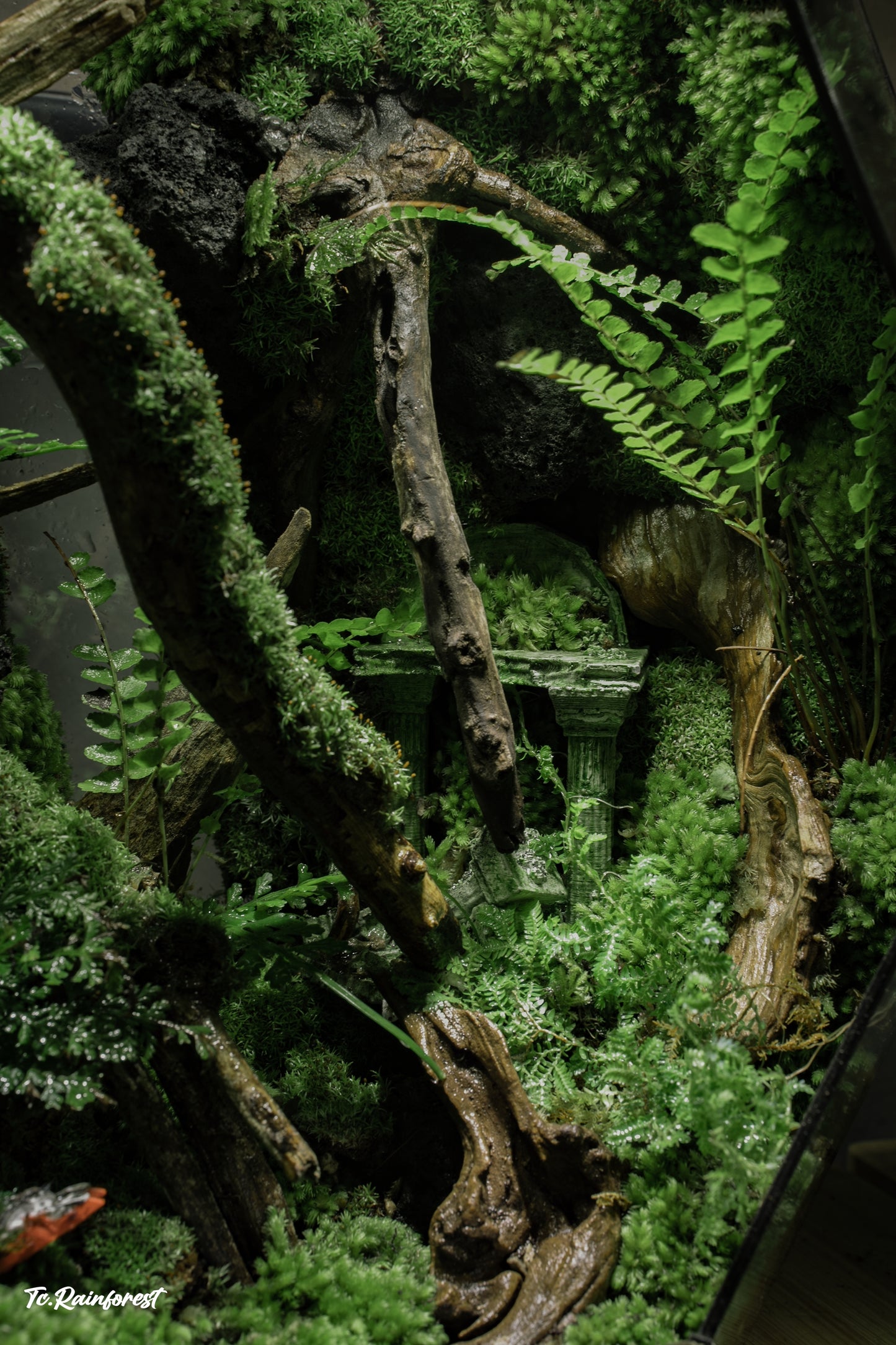TC - Natural - 28
