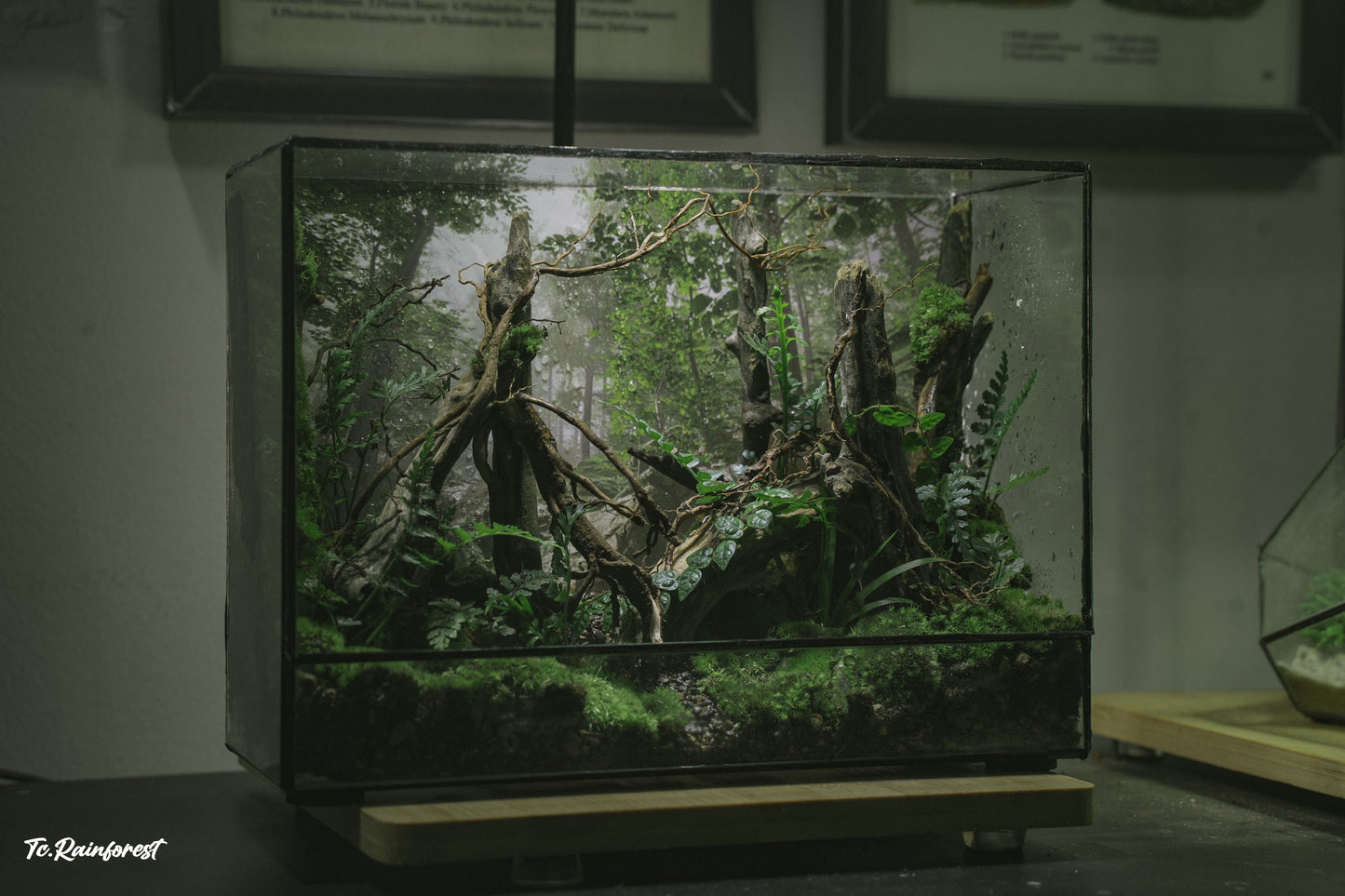 TC - Natural - 33