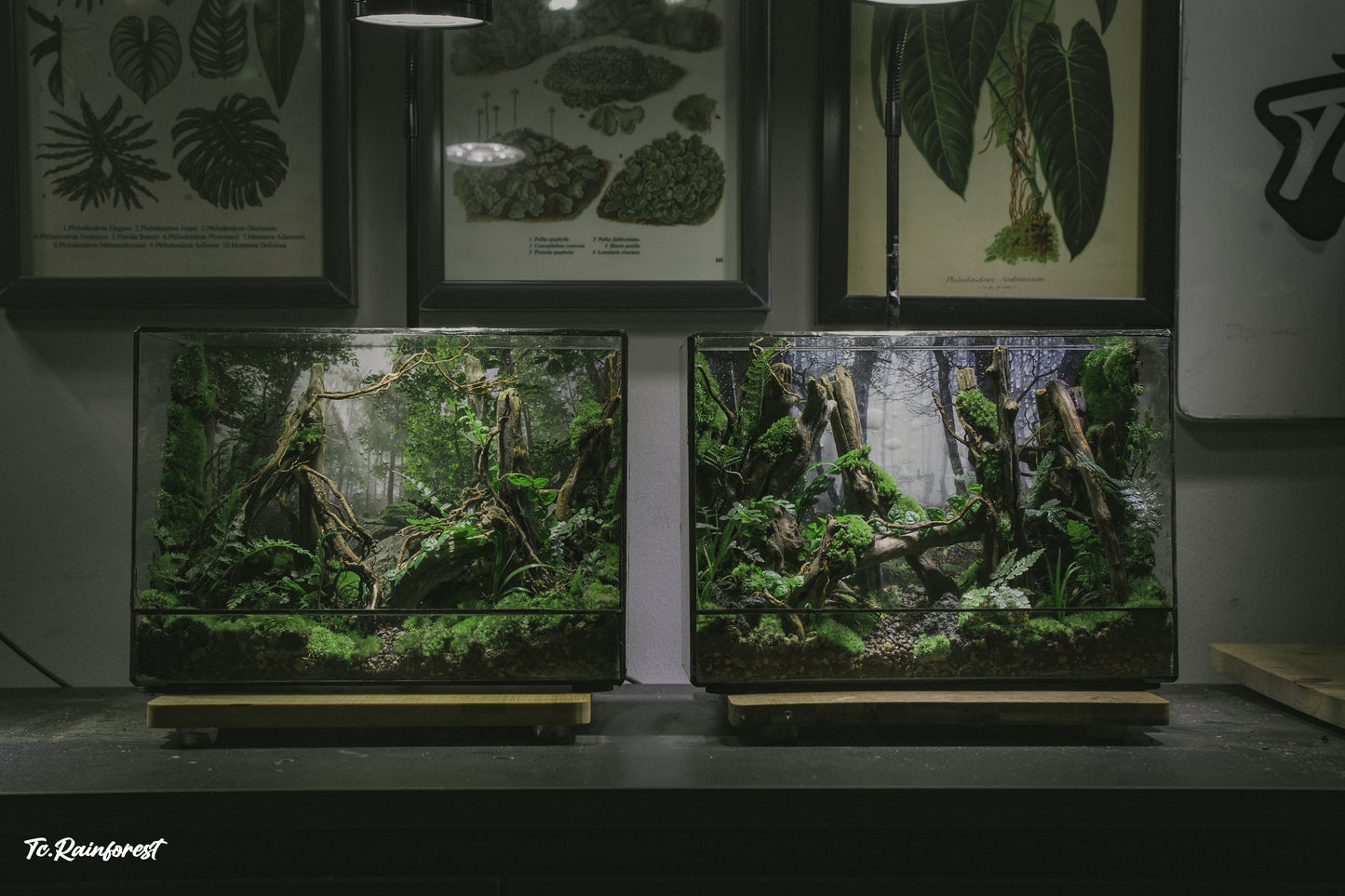 TC - Natural - 33