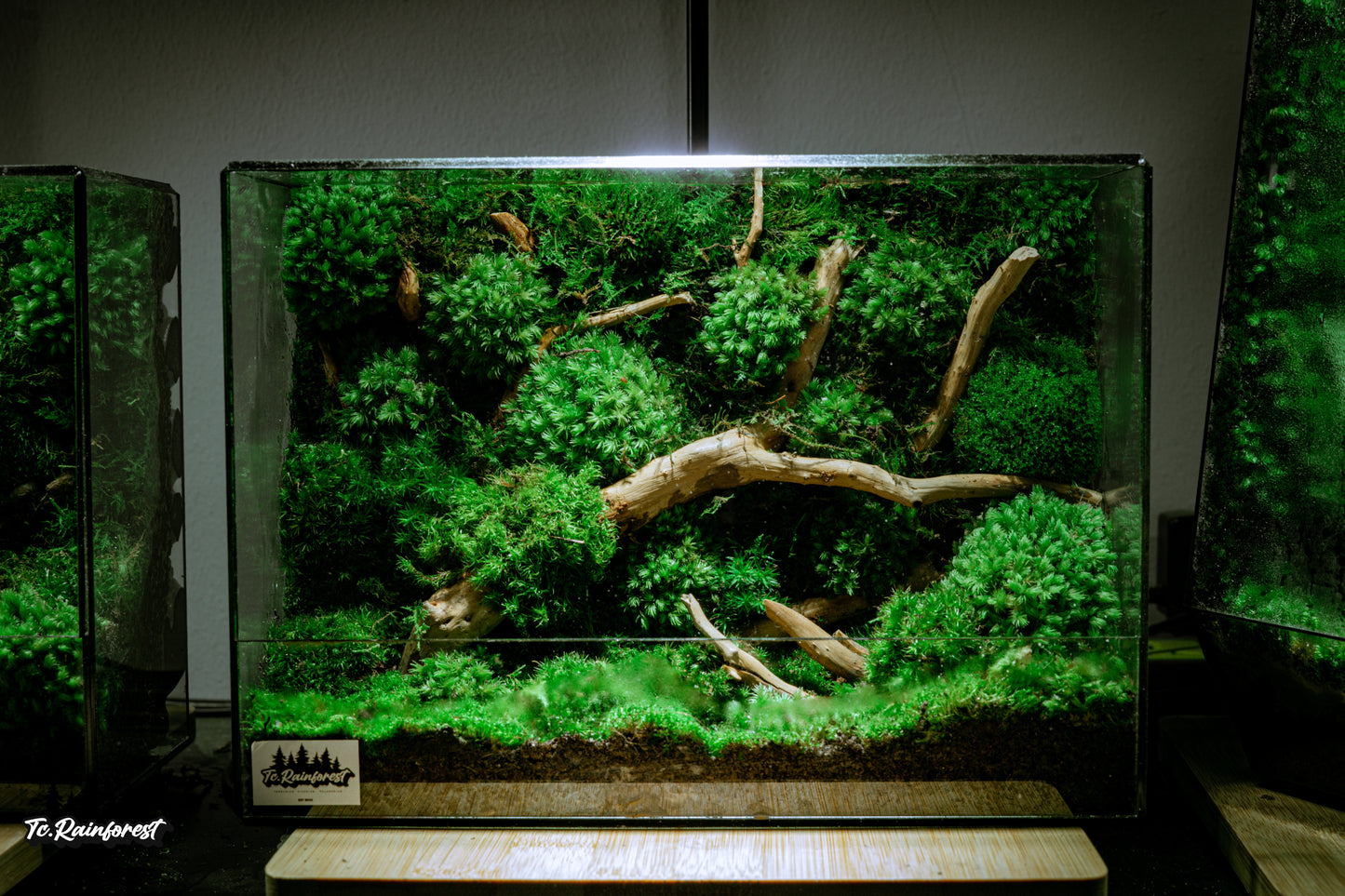 TC - Natural - 02