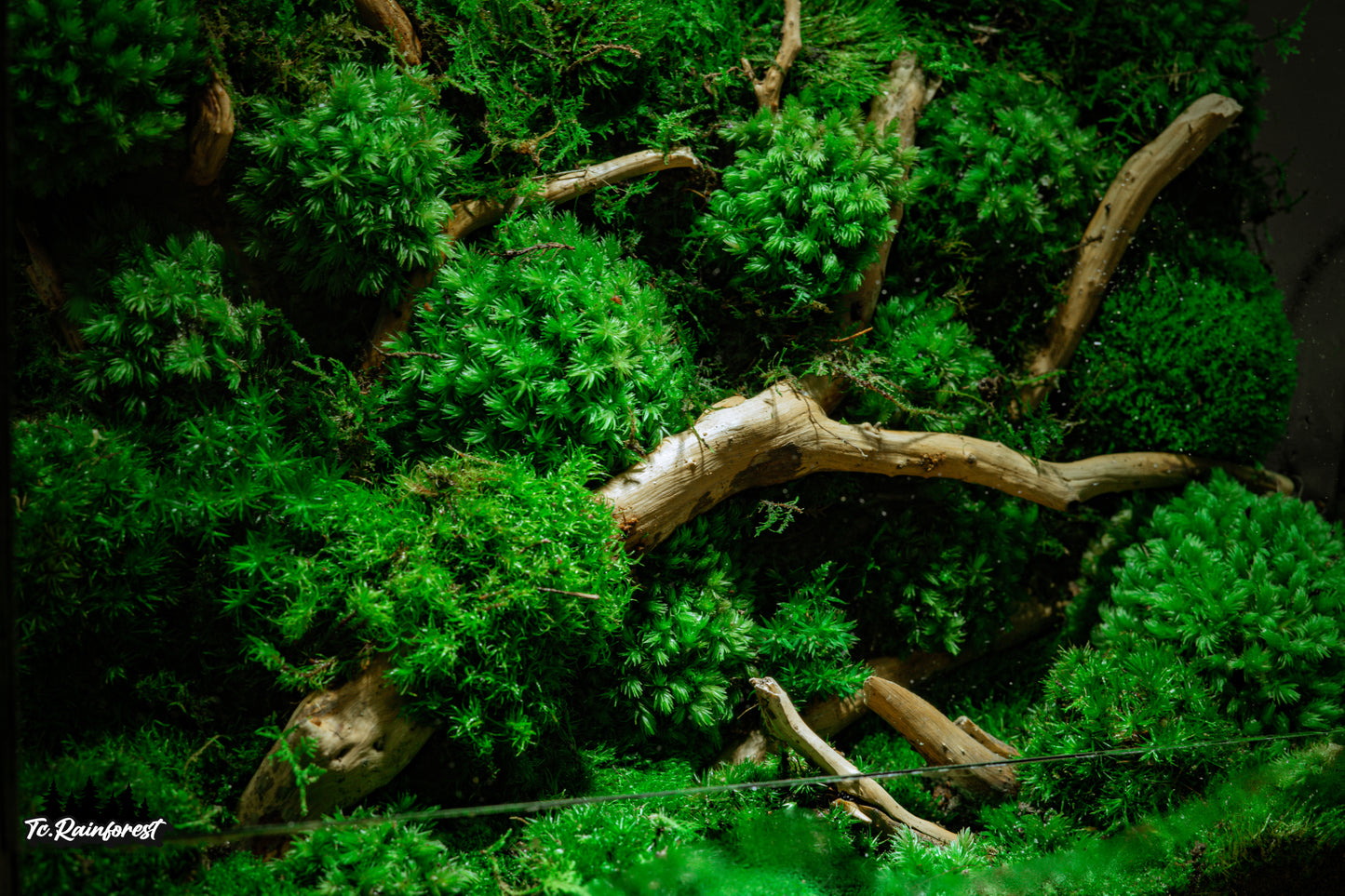 TC - Natural - 02