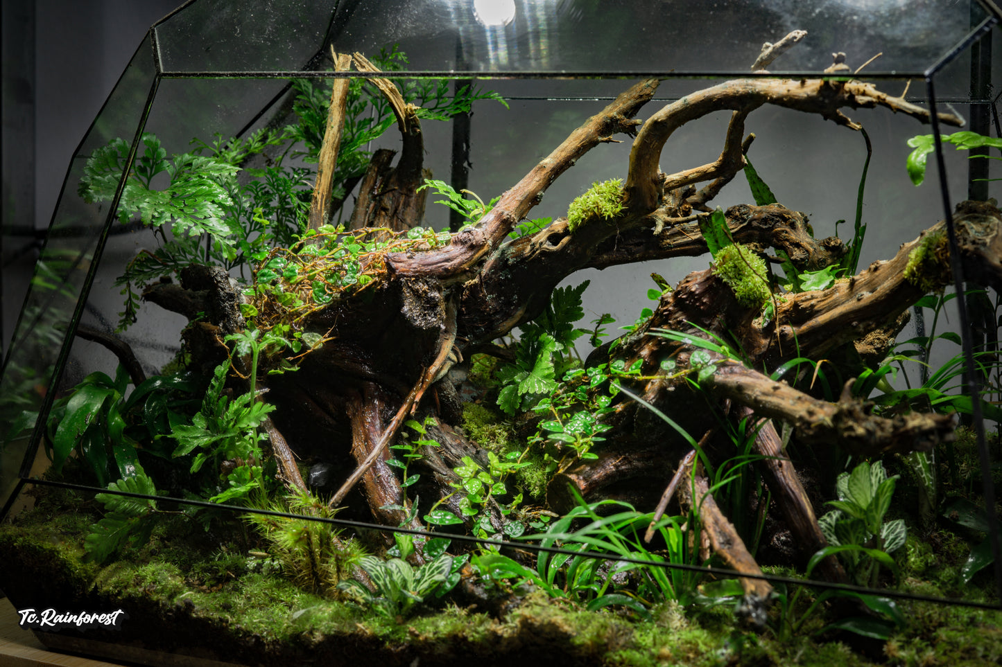 TC - Natural - 08