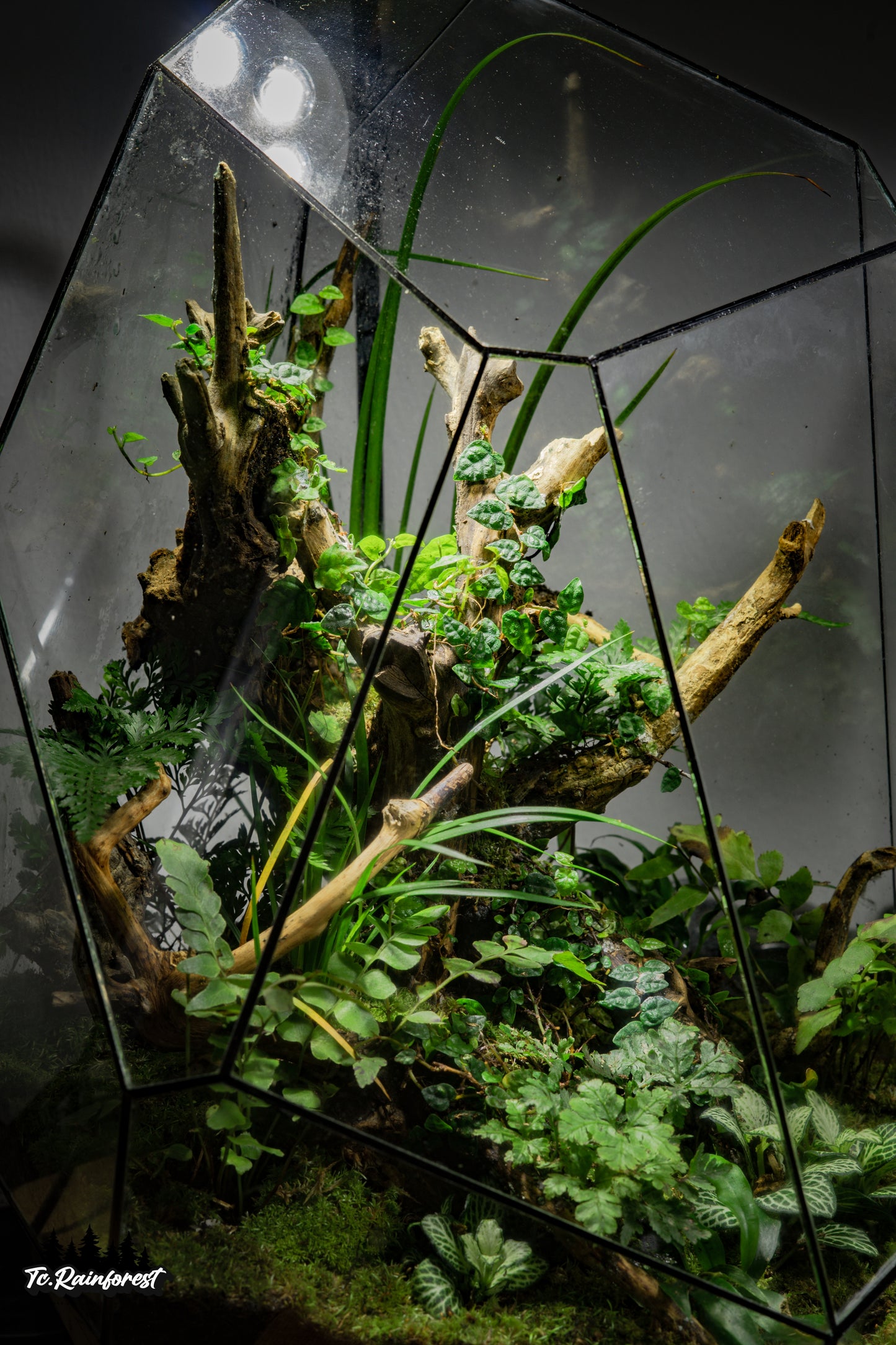 TC - Natural - 07
