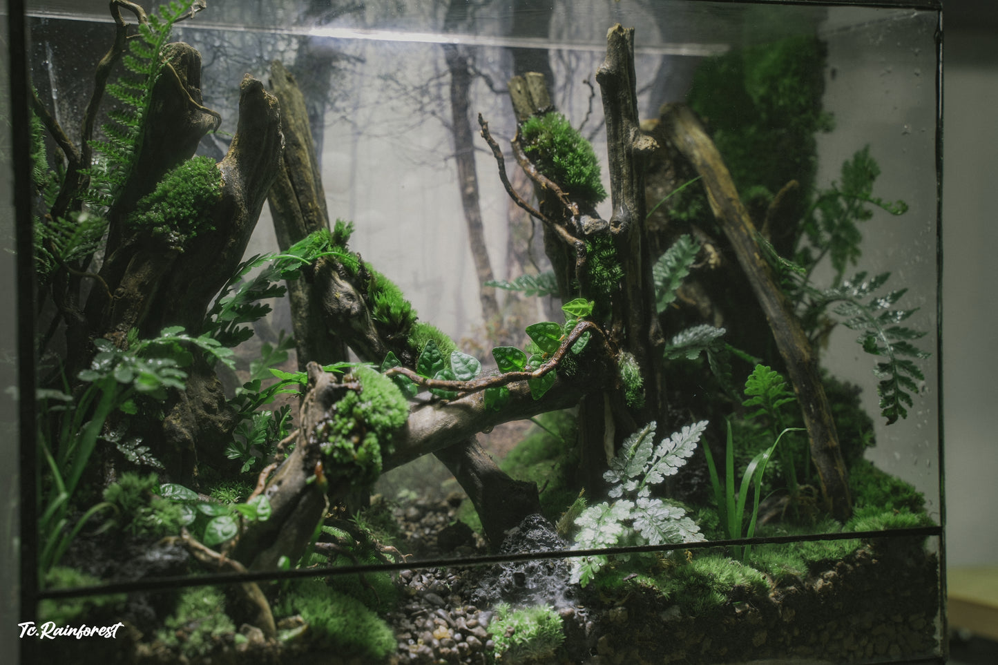 TC - Natural - 33
