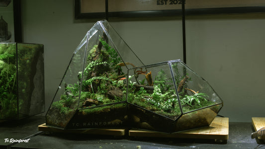TC - Natural - 26