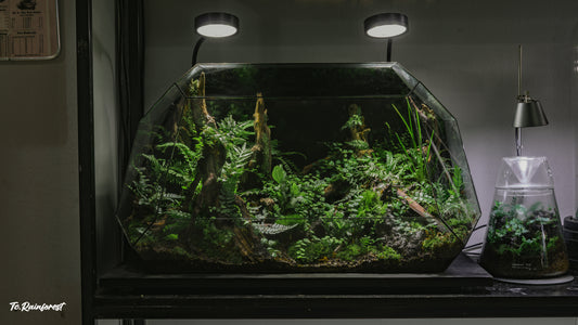 TC - Natural - 34