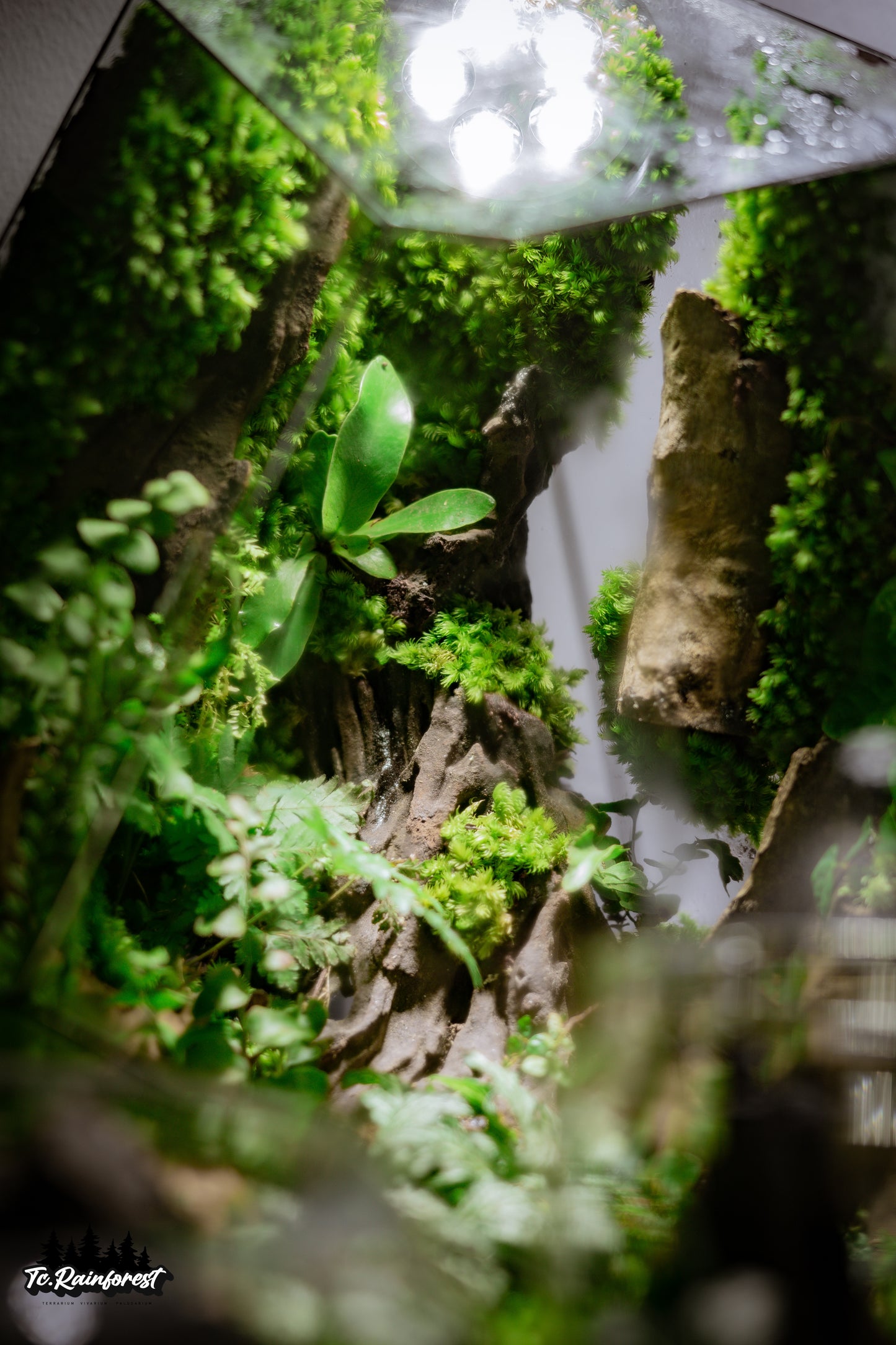 TC - Natural - 07
